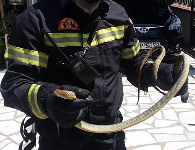 Κοζάνη: Οδηγός συνειδητοποίησε καθ’ οδόν ότι είχε συνοδηγό ένα… φίδι