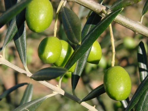 Χαλκιδική: Η έλλειψη εργατών γης καθυστέρησε τη συγκομιδή επιτραπέζιας πράσινης ελιάς στο νομό