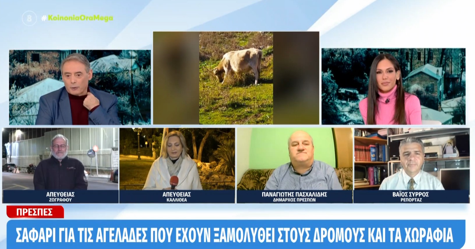 Μικρόσωμες αγελάδες κόβουν βόλτες σε χωριό των Πρεσπών – Τραυματίστηκε κάτοικος