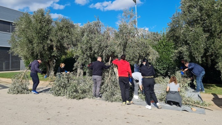 Οι εργαζόμενοι της Bosch μάζεψαν για καλό σκοπό ελιές από τα δέντρα της εταιρείας τους