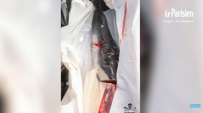 Γαλλία: Χάραξαν ομοφοβικά μηνύματα σε δελφίνια! – Προσοχή σκληρές εικόνες