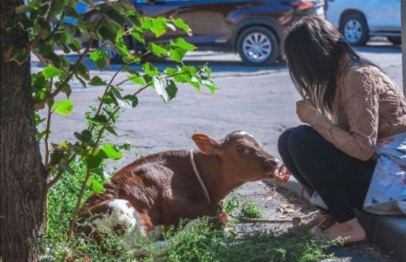 ΗΠΑ: Συνελήφθη επειδή έβγαλε βόλτα ένα μοσχάρι – «Το αγόρασα για να μην το φάνε» (ΦΩΤΟ)