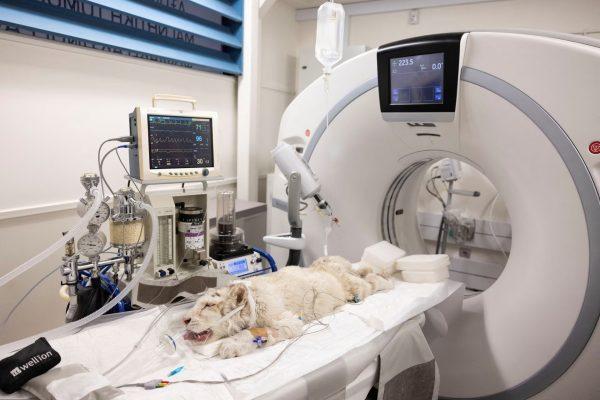 Ευθανασία για τη μικρή λευκή τίγρη – «Κάθε ανάσα της είναι αφόρητος πόνος»