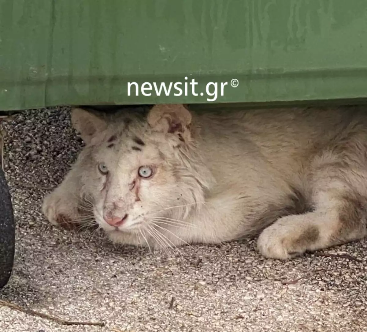 Μωρό τιγράκι βρέθηκε εγκαταλελειμμένο στα σκουπίδια έξω από το Αττικό Πάρκο (ΦΩΤΟ-ΒΙΝΤΕΟ)