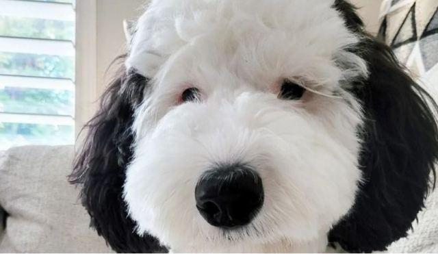 O Snoopy είναι αληθινός και ζει στις ΗΠΑ! – Γνωρίστε την Bayley (BINTEO)