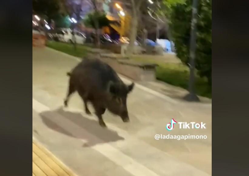 Αγριογούρουνο «σουλατσάρει» σε πάρκο της Θεσσαλονίκης (ΒΙΝΤΕΟ)