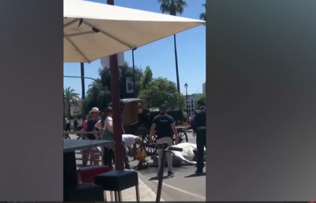 Ισπανία: Άλογο κατέρρευσε στη μέση του δρόμου από την ζέστη και την αφυδάτωση