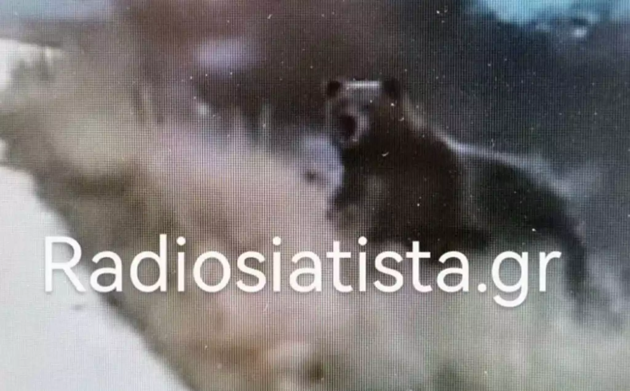 Κοζάνη: Οδηγός βρήκε στον δρόμο του πέντε αρκούδες στη Σιάτιστα! – Δείτε το βίντεο