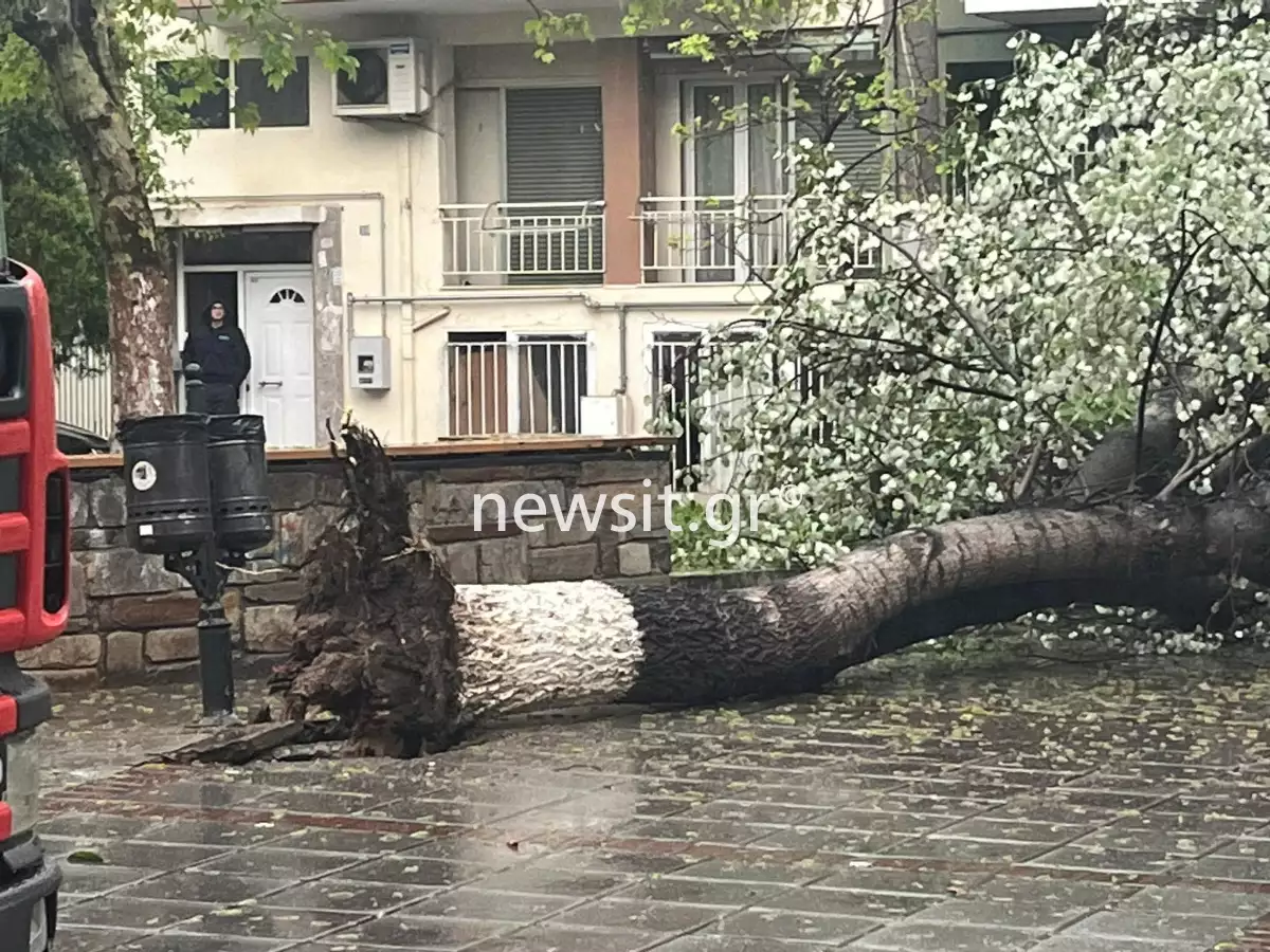 Θεσσαλονίκη-Κακοκαιρία Ilina: Δέντρο έπεσε σε καλώδια της ΔΕΗ από τους θυελλώδεις ανέμους (ΦΩΤΟ)