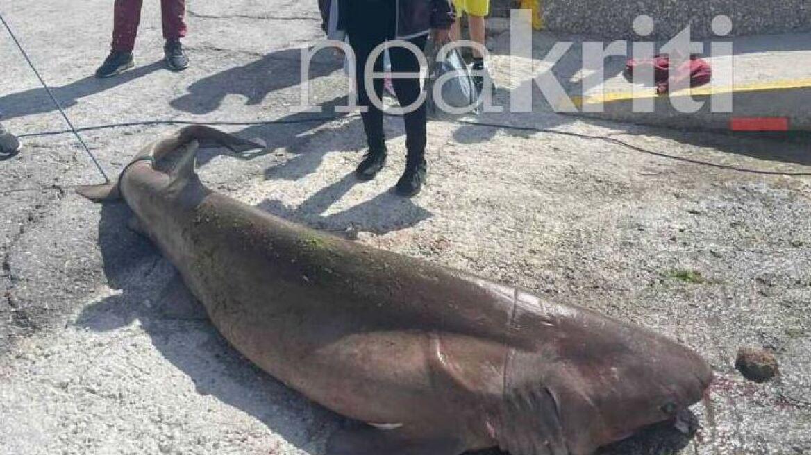 Κρήτη: «Ξεσηκώθηκαν» φιλοζωικές οργανώσεις για τον καρχαρία που έπιασαν οι ψαράδες