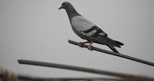 Πορτογαλία: Φονικό με τέσσερις νεκρούς λόγω περιστεριών