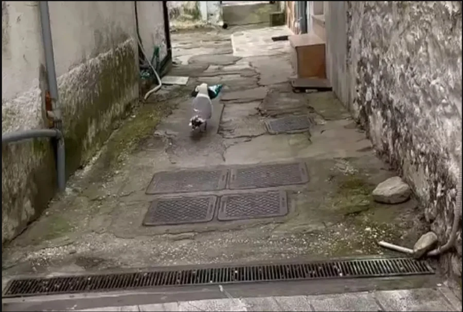Γλάρος κλέβει κρουασάν και γαριδάκια από περίπτερο της Θάσου – Σκύλος τον καταδιώκει