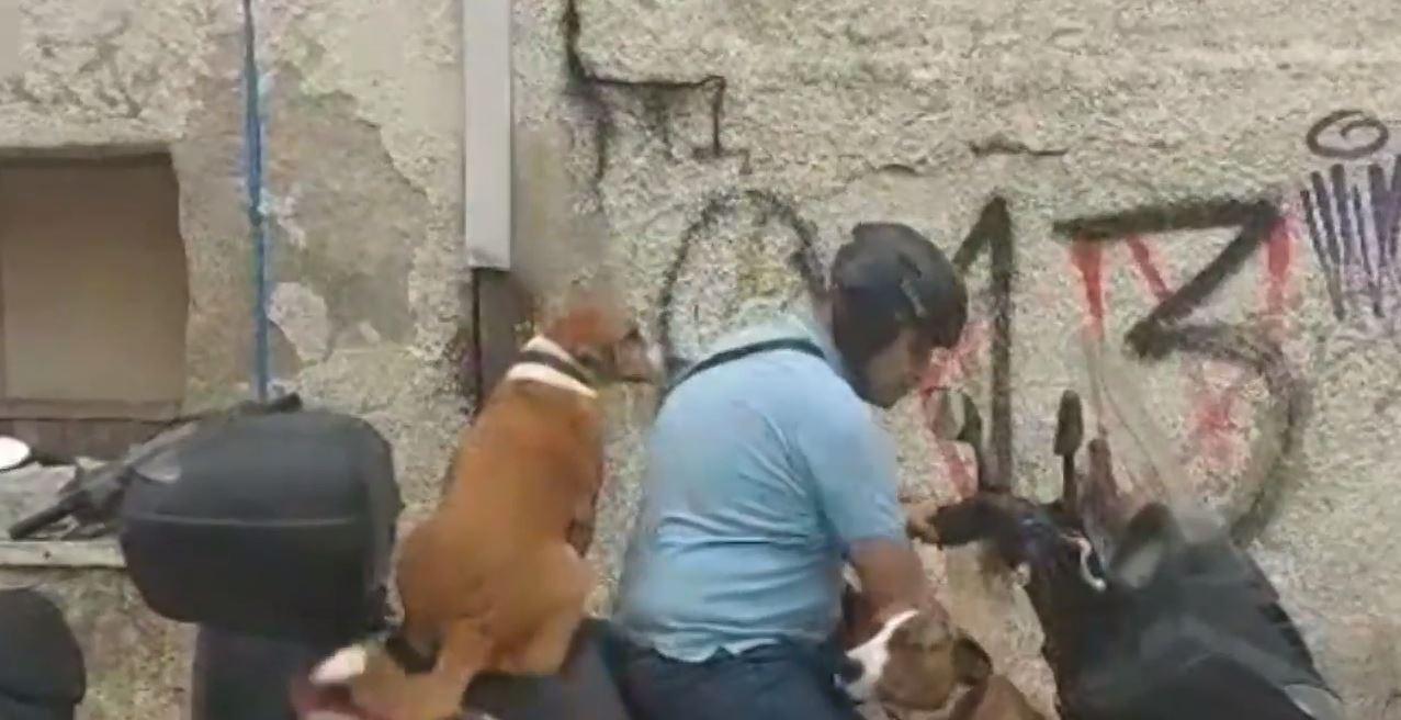 Κρήτη: Άνδρας κάνει τρικάβαλο με δύο σκυλιά στο μηχανάκι του – «Δεν είναι επικίνδυνο» (ΒΙΝΤΕΟ)