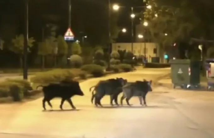 Θεσσαλονίκη: Χιλιάδες αγριογούρουνα στο  Πανόραμα – Βγήκαν για βόλτα και… μούρα
