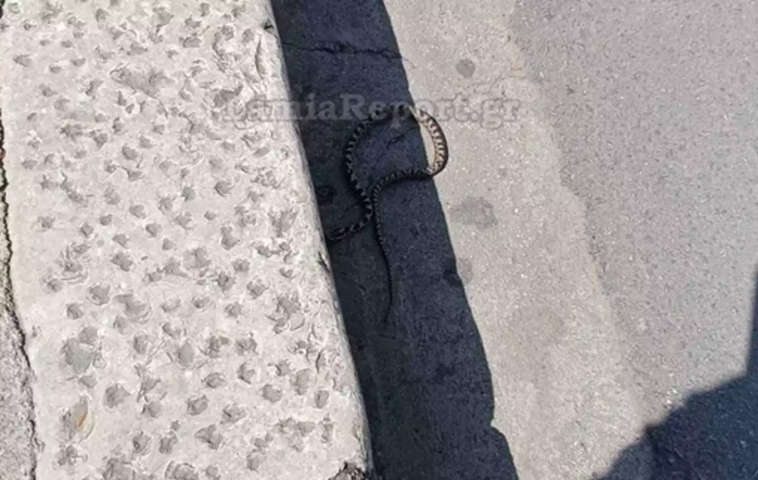 Λαμία: Τέλος οι βόλτες στην πλατεία για το φίδι του Πάρκου