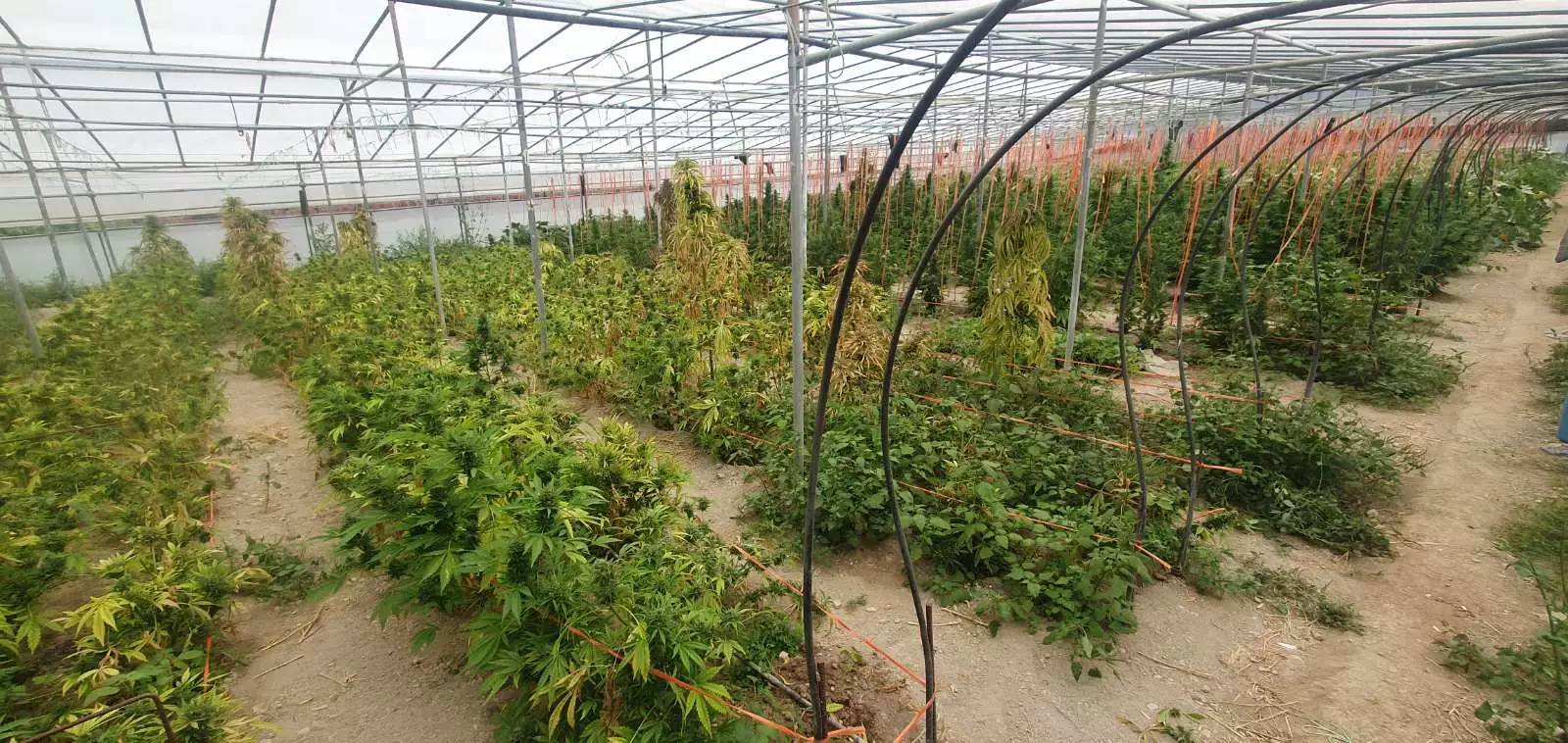Κρήτη: Διώξεις για τα 57 κιλά χασίς και τα δενδρύλλια