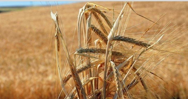 Ρωσία: Τετραήμερη επίσκεψη στην Κωνσταντινούπολη για τα Σιτηρά