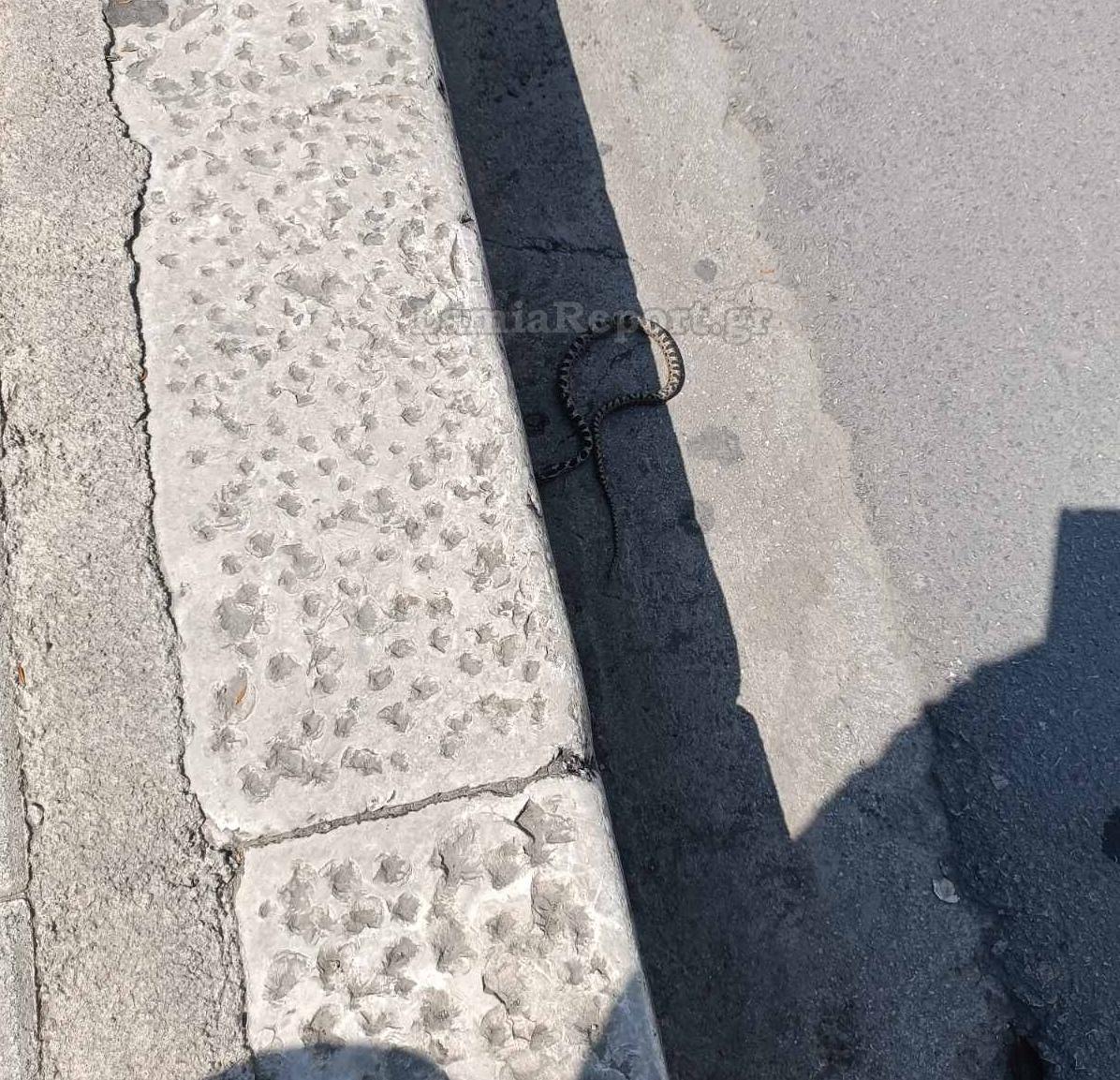 Λαμία: Φίδι έκανε βόλτες σε μεγάλη πλατεία της πόλης