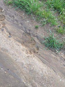 Θεσσαλονίκη: Αρκούδα εμφανίστηκε στον Χορτιάτη