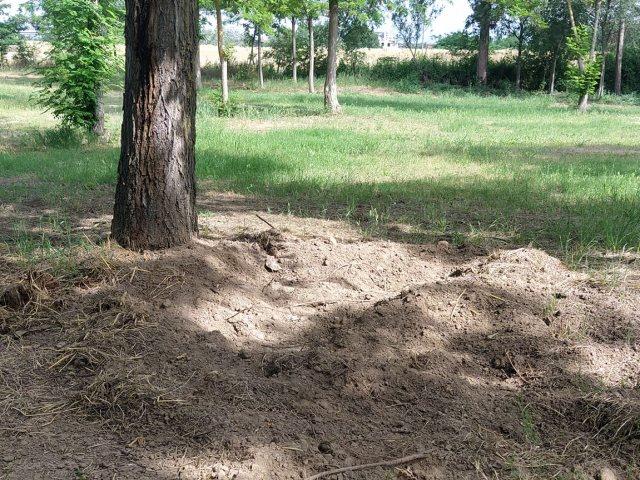 Λάρισα: Τα αγριογούρουνα έφτασαν μέχρι εκεί αναζητώντας τροφή