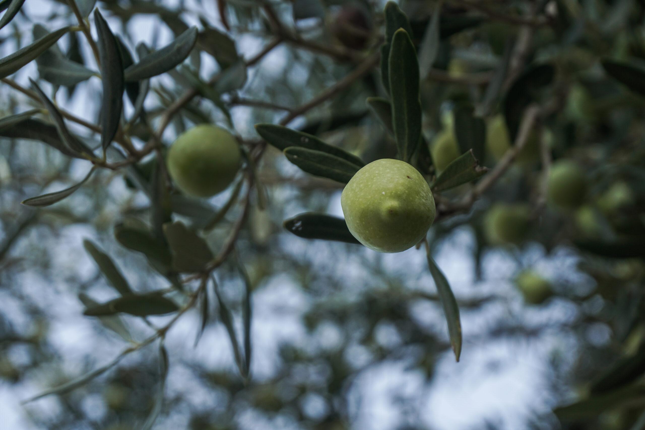 Αχαΐα: Βρέθηκε κρεμασμένος σε ελιά πατέρας δύο παιδιών – Τι έλεγε στο σημείωμα που άφησε