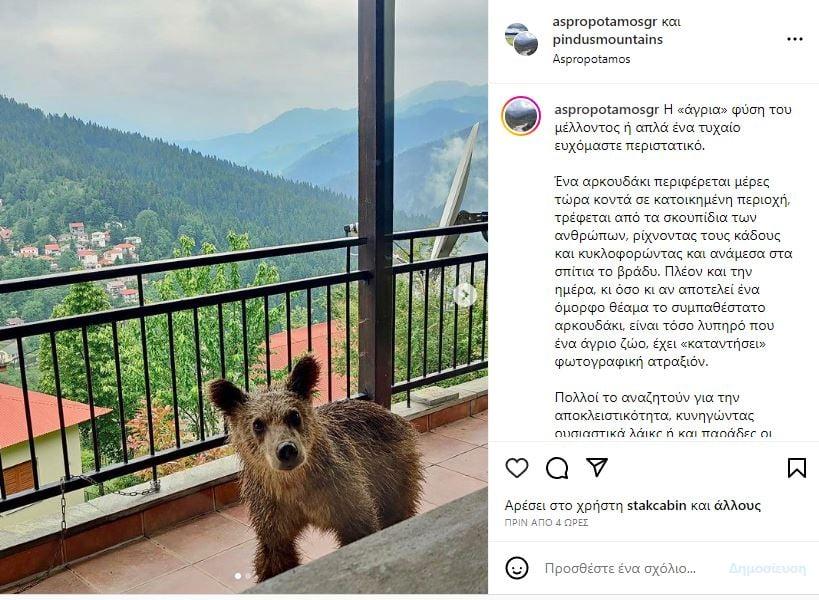 Μωράκι αρκούδα εμφανίστηκε σε μπαλκόνι στην Πίνδο