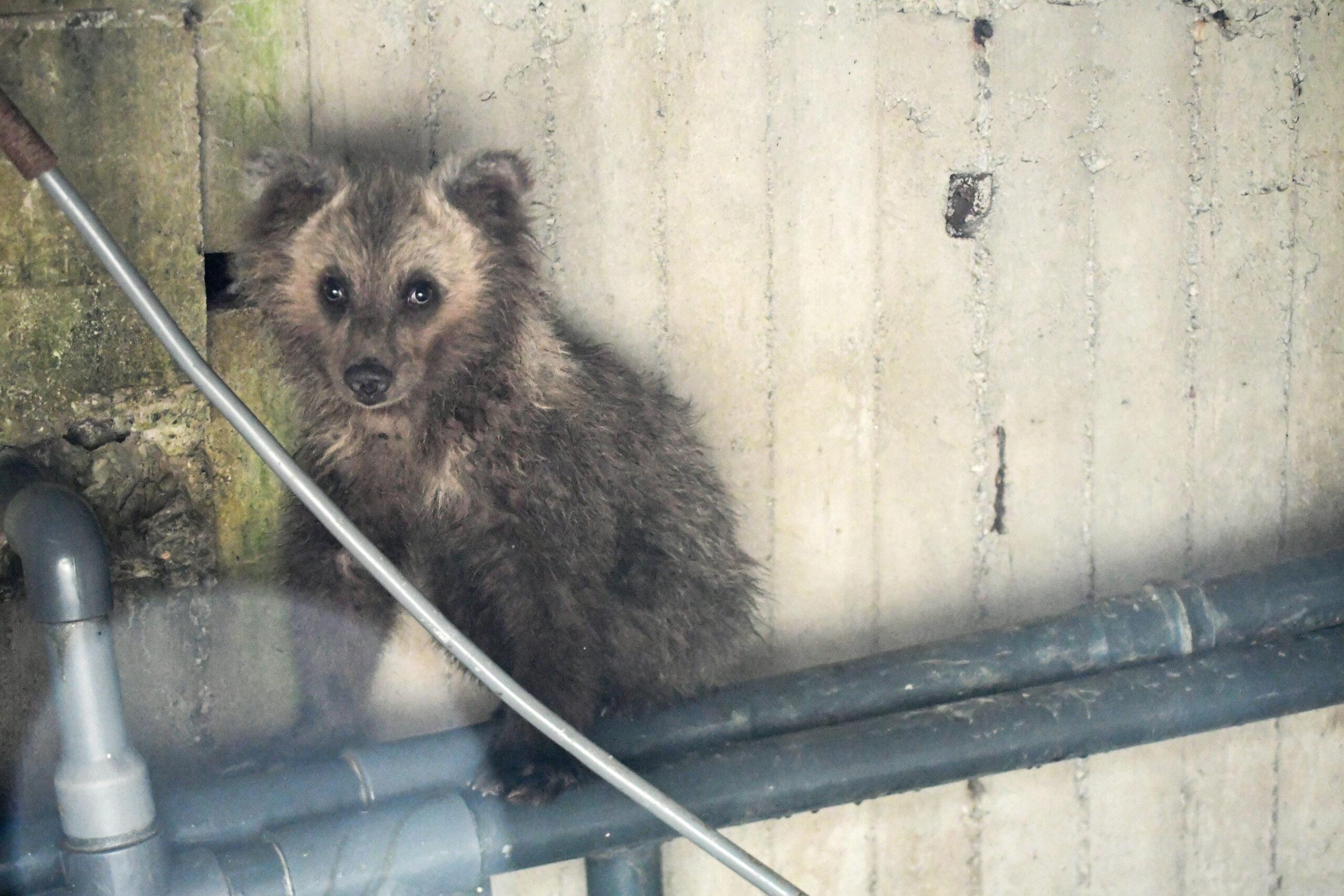 Καστοριά: Αρκουδάκι έπεσε σε δεξαμενή και διασώθηκε με τη βοήθεια ενός κορμού δέντρου – Δείτε βίντεο
