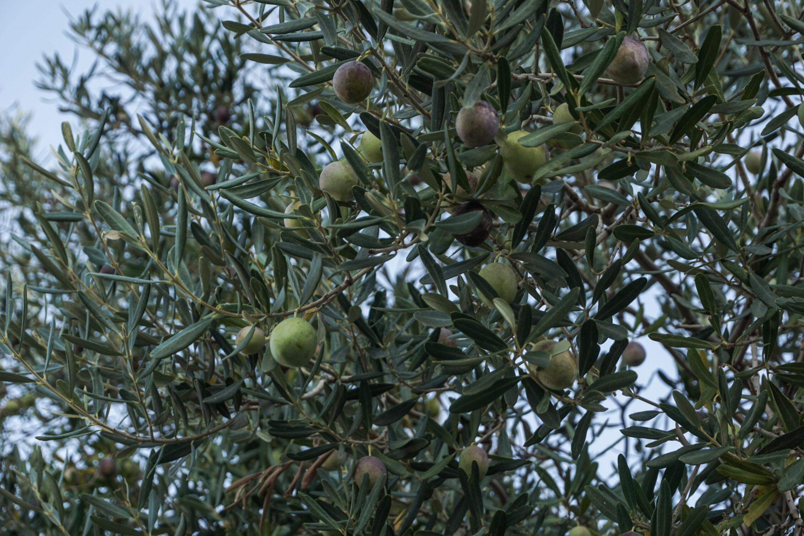 Κρήτη: Πρόσφερε στέγη σε «εργάτες» και εκείνοι την έκλεψαν