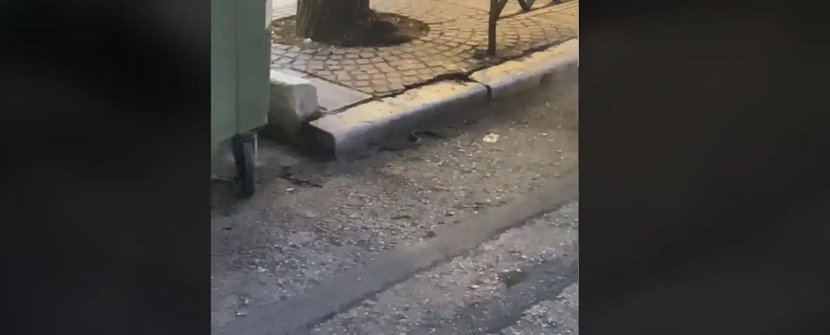 Θεσσαλονίκη: Φίδι βγήκε βόλτα στην Τσιμισκή