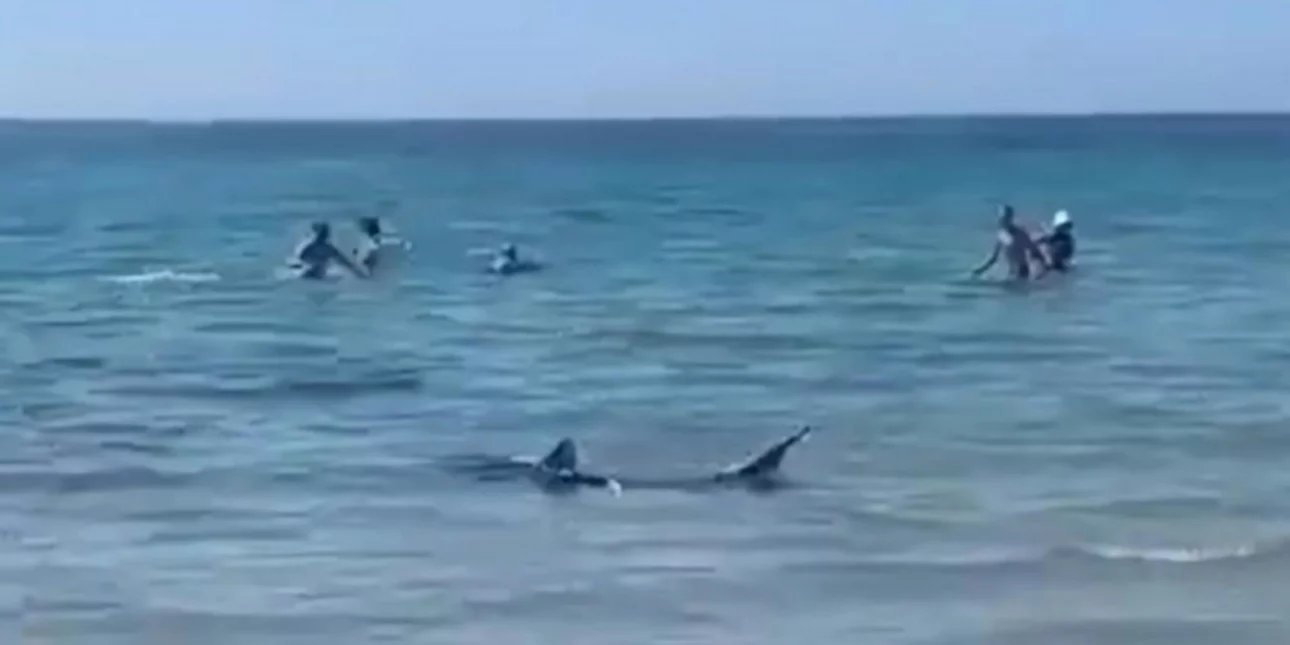 Καρχαρίας στα ρηχά προκαλεί τρόμο σε ισπανική παραλία –Πανικόβλητοι λουόμενοι τρέχουν να σωθούν [βίντεο]