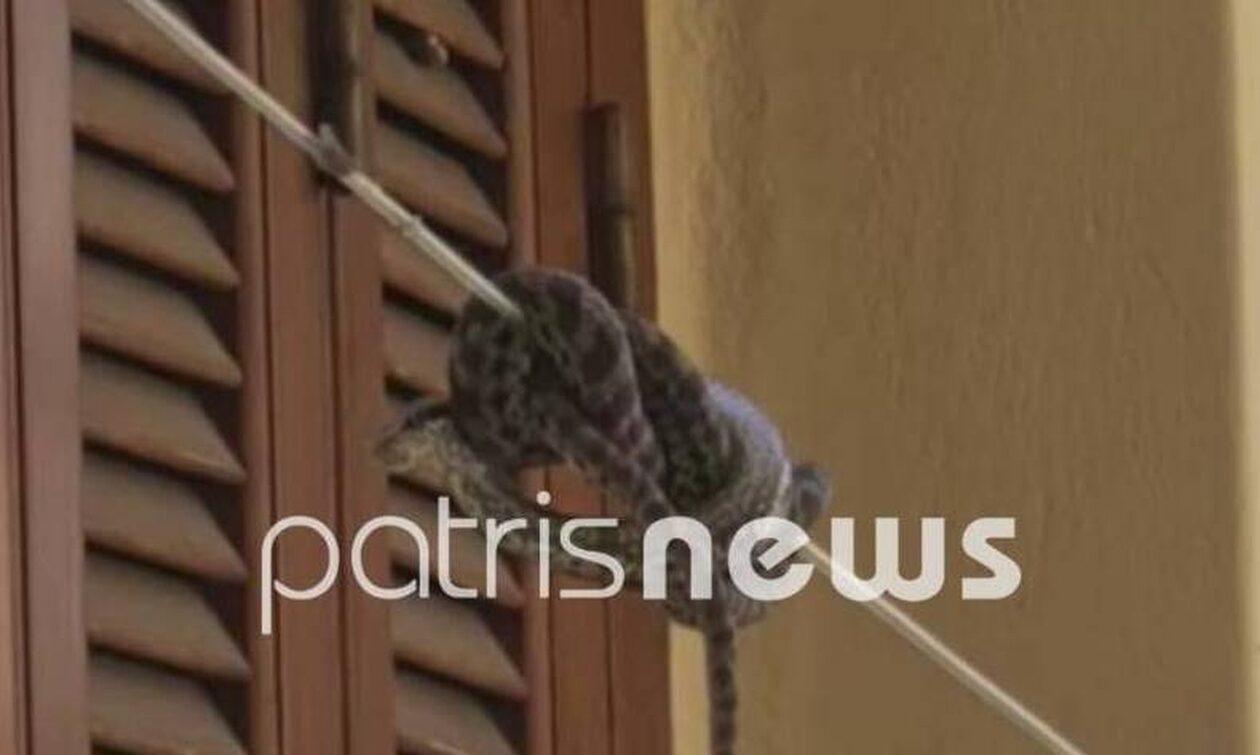 Αμαλιάδα: Οχιά είχε κουλουριαστεί επάνω σε απλώστρα Ρούχων