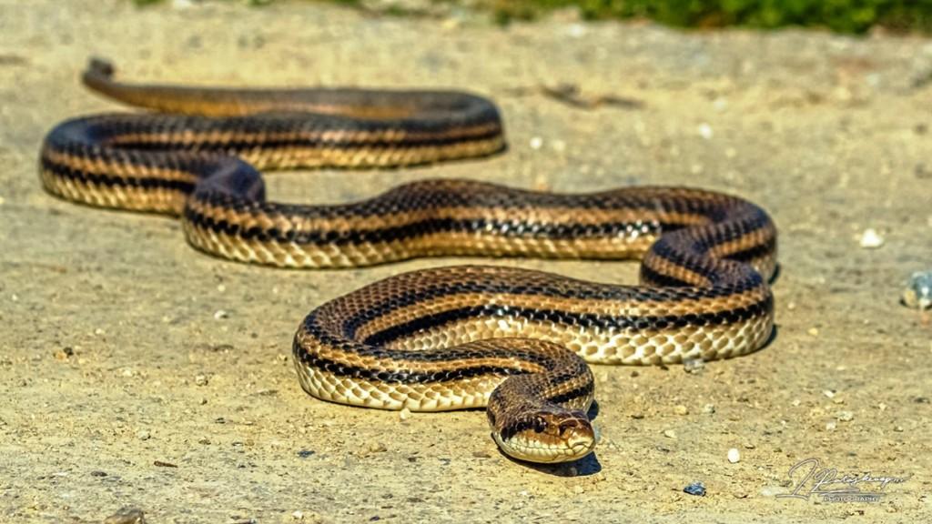 Θεσσαλονίκη: Τι έσωσε την 39χρονη που δαγκώθηκε από φίδι