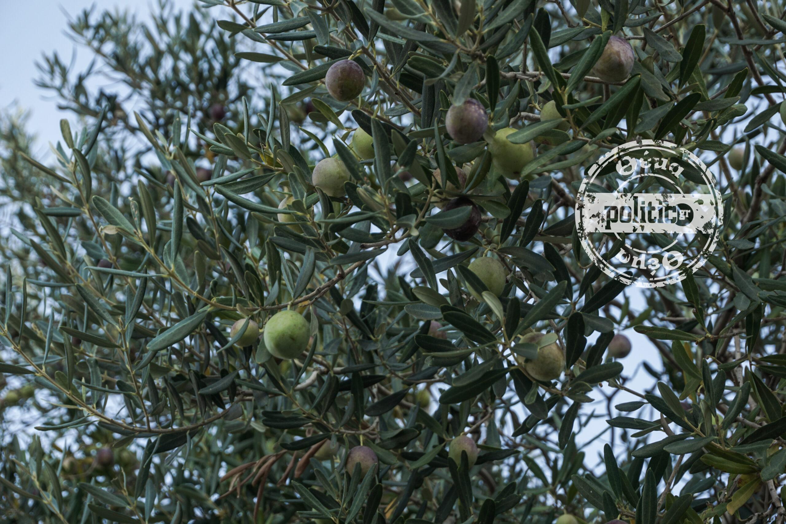 Προβληματισμός για την ακαρπία στη Χαλκιδική: «Η ελιά βάλλεται από συνθήκες που ο αγρότης αδυνατεί να αντιμετωπίσει»