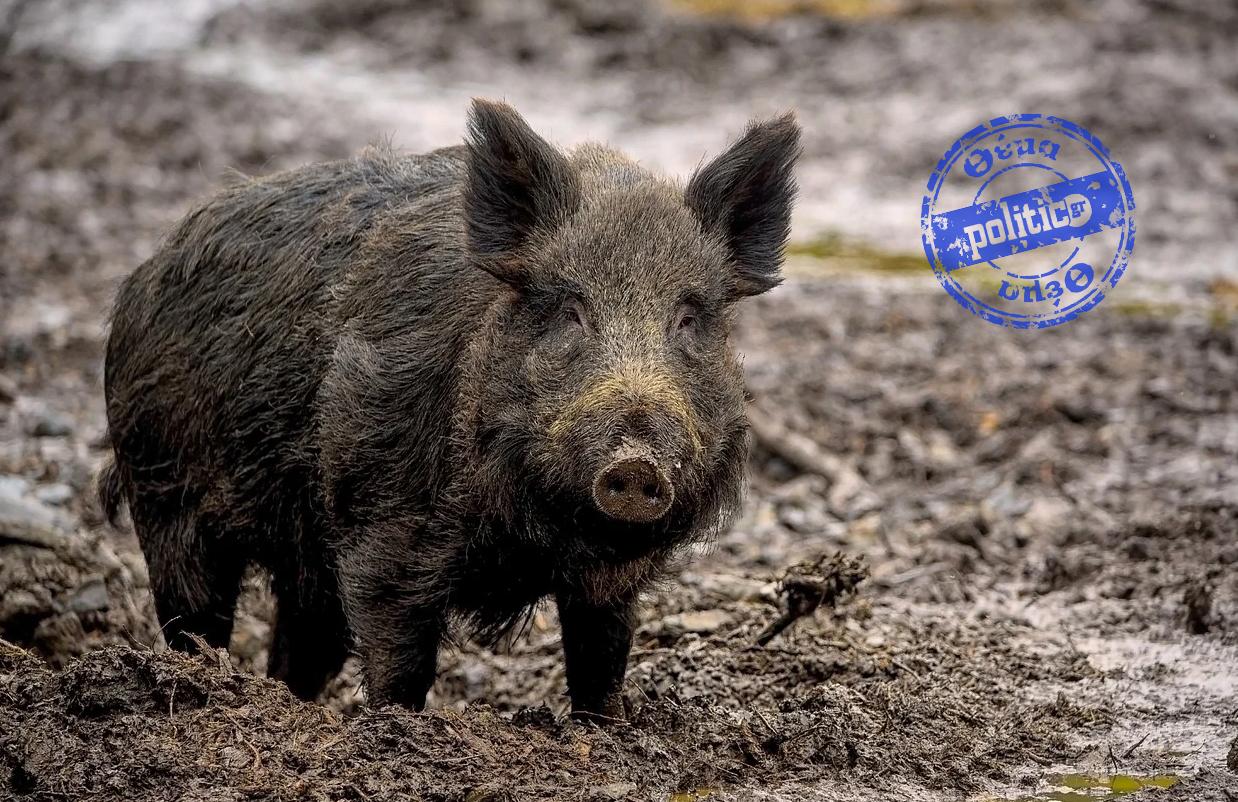 Θεσσαλονίκη – «Καμπανάκι» από τους δήμους για τα αγριογούρουνα: «Τρομάζουμε στην ιδέα να γίνει κάτι στον Περιφερειακό»