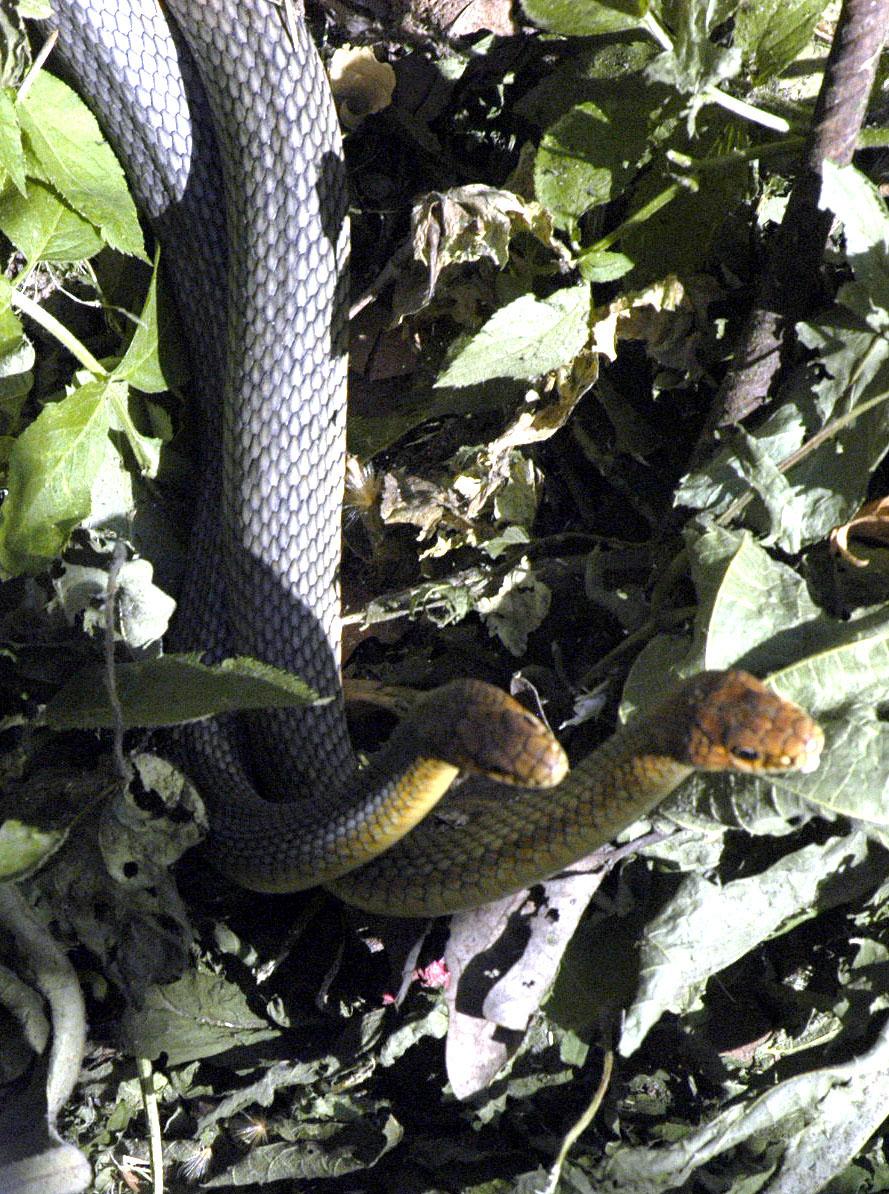 Θεσσαλονίκη: Αφήνουν στον δρόμο φίδια επειδή τα βαρέθηκαν