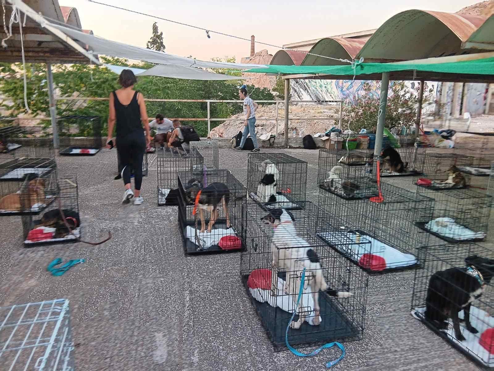 Πυρόπληκτα ζώα: Στο Γαλάτσι μεταφέρθηκαν 148 σκυλιά και γάτες από Κερατέα, Καλύβια, Λαγονήσι,