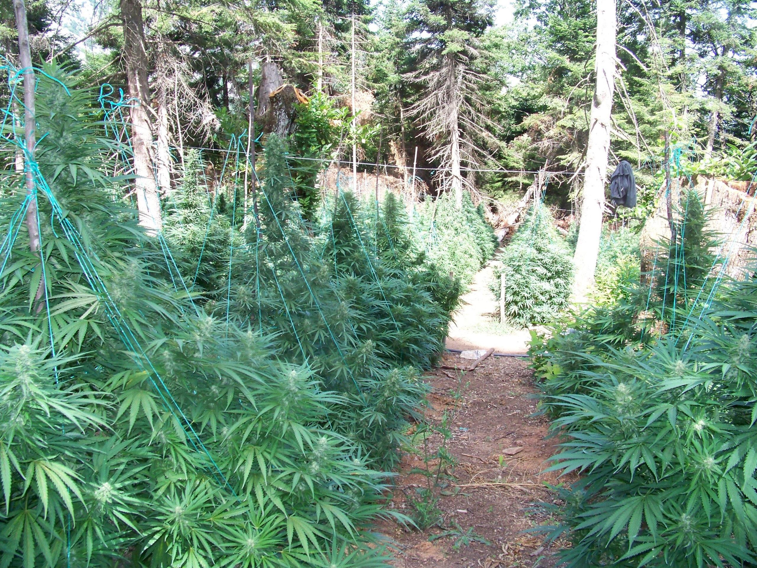 Κρήτη: Η αστυνομία εντόπισε μεγάλη φυτεία κάνναβης με 990 δενδρύλλια