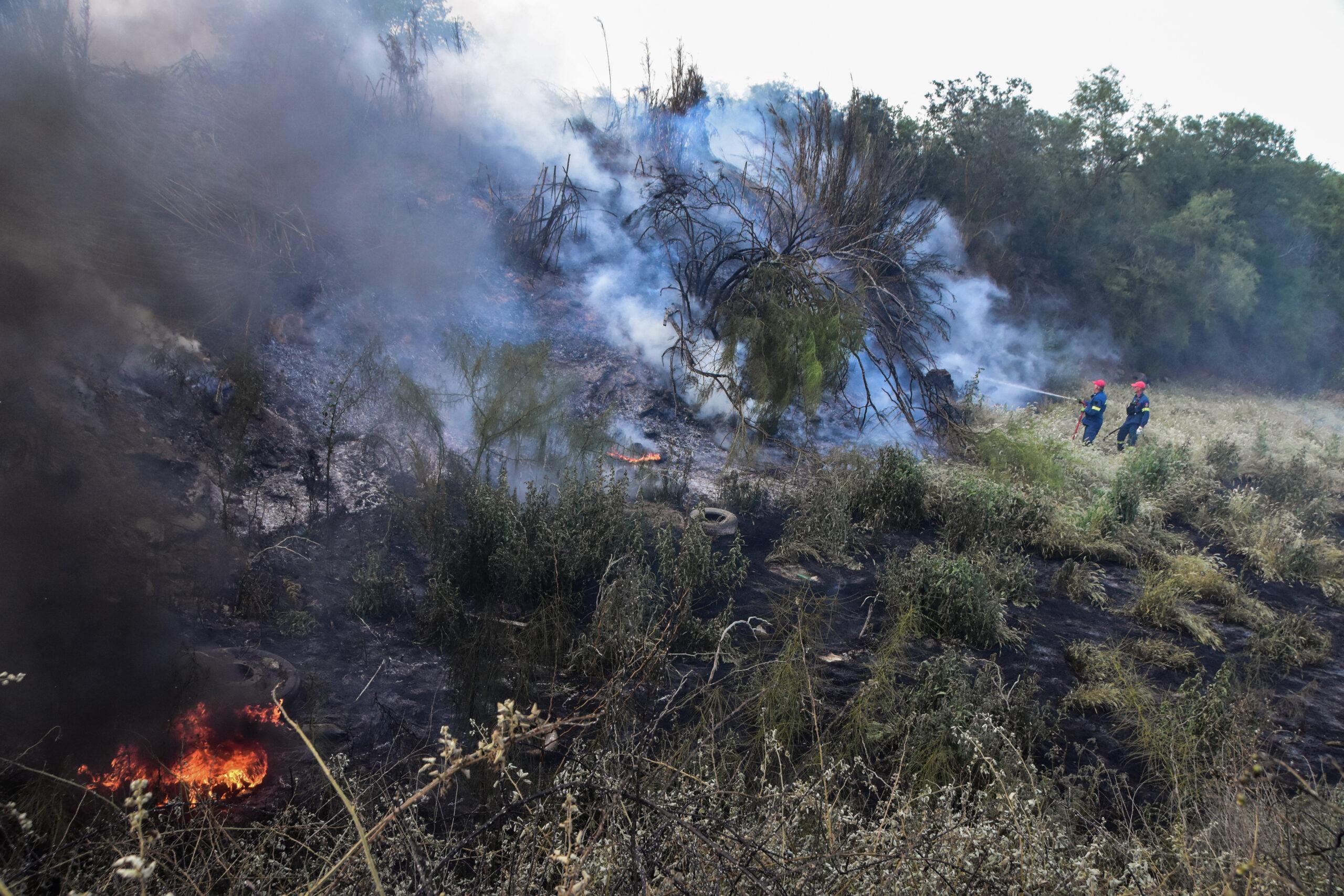 Γιατί το WWF έβαλε φωτιά σε δάση της Χίου;