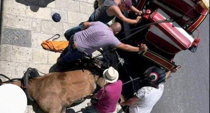 Εισαγγελική παρέμβαση για τον θάνατο του αλόγου στην Κέρκυρα