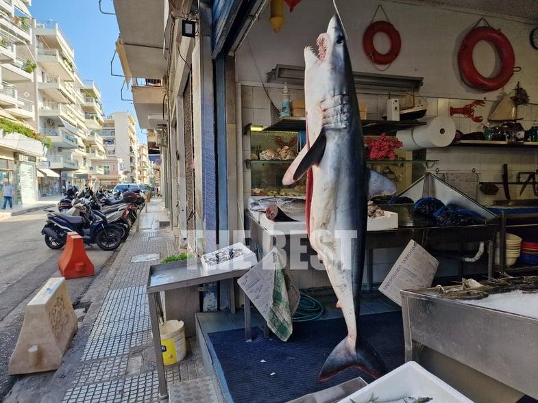 Κυλλήνη: Αλιεύτηκε παράνομα είδος καρχαρία που είναι υπό εξαφάνιση (ΦΩΤΟ)