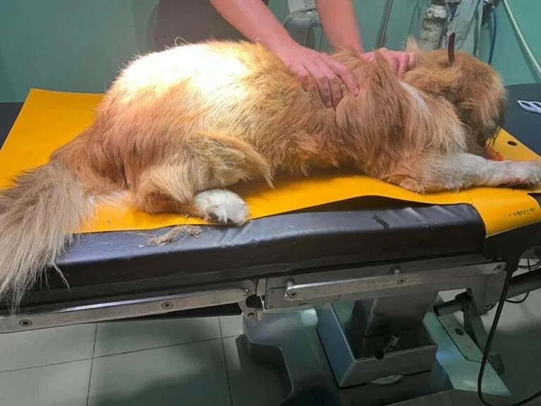 Οδηγός συνελήφθη στην Κέρκυρα μετά από τραυματισμό και εγκατάλειψη άλλου σκύλου – Επιβλήθηκε πρόστιμο 30.000 ευρώ