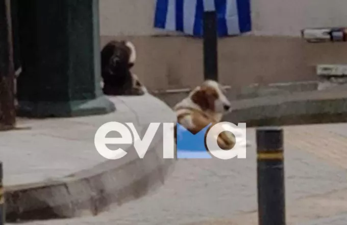 Εύβοια: Αναζητείται ο δράστης που πυροβόλησε το σκυλί «μασκότ» της Κύμης