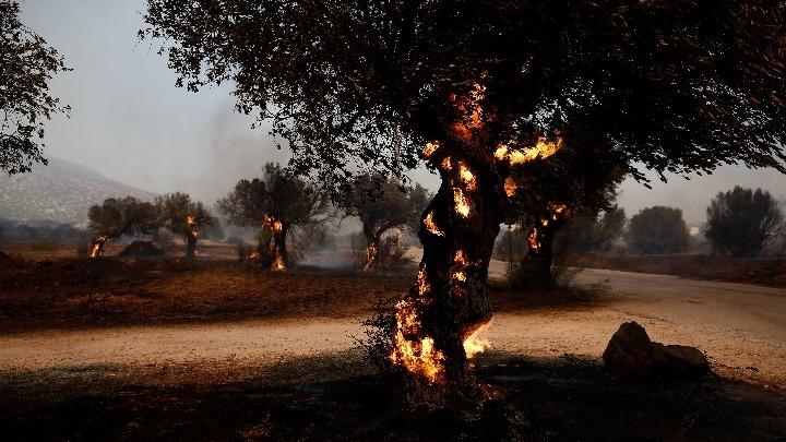 Επιχείρηση μεταφοράς ζώων από το πύρινο μέτωπο της ΝΑ Αττικής προς το Γαλάτσι