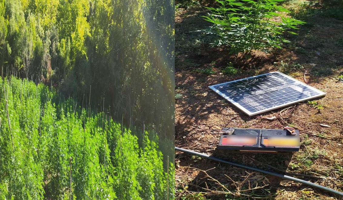 Οργανωμένη φυτεία κάνναβης εντοπίστηκε σε δασική περιοχή στο Παγγαίο