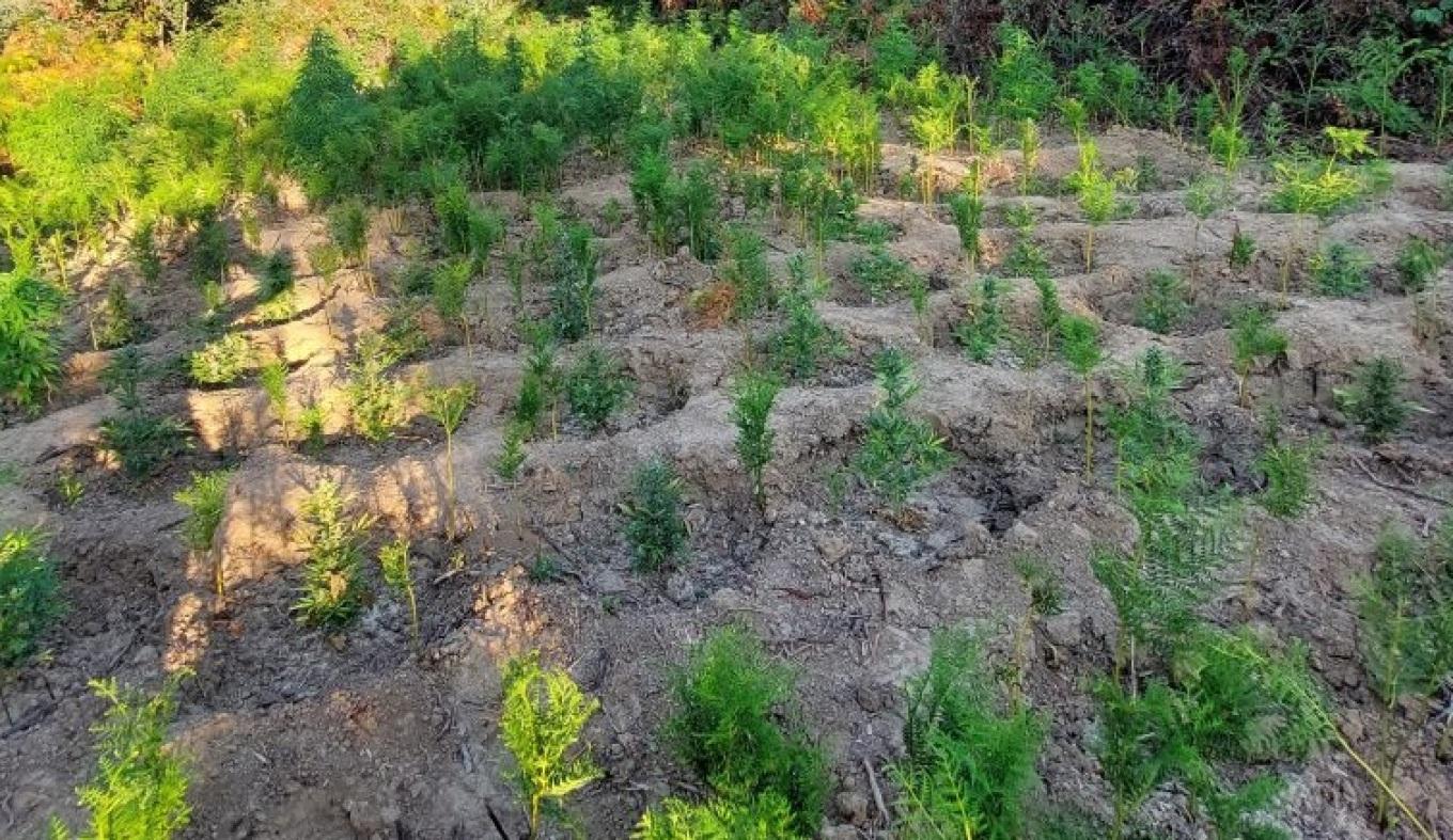 Πύργος: Ελικόπτερο εντόπισε χασισοφυτεία με 120 δέντρα