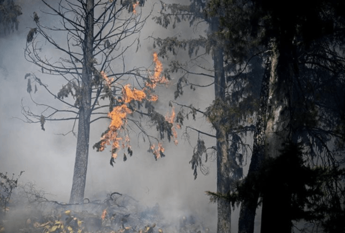 Φωτιά στη Φθιώτιδα: Υπέκυψε ο μελισσοκόμος που πήγε να σώσει τα μελίσσια του