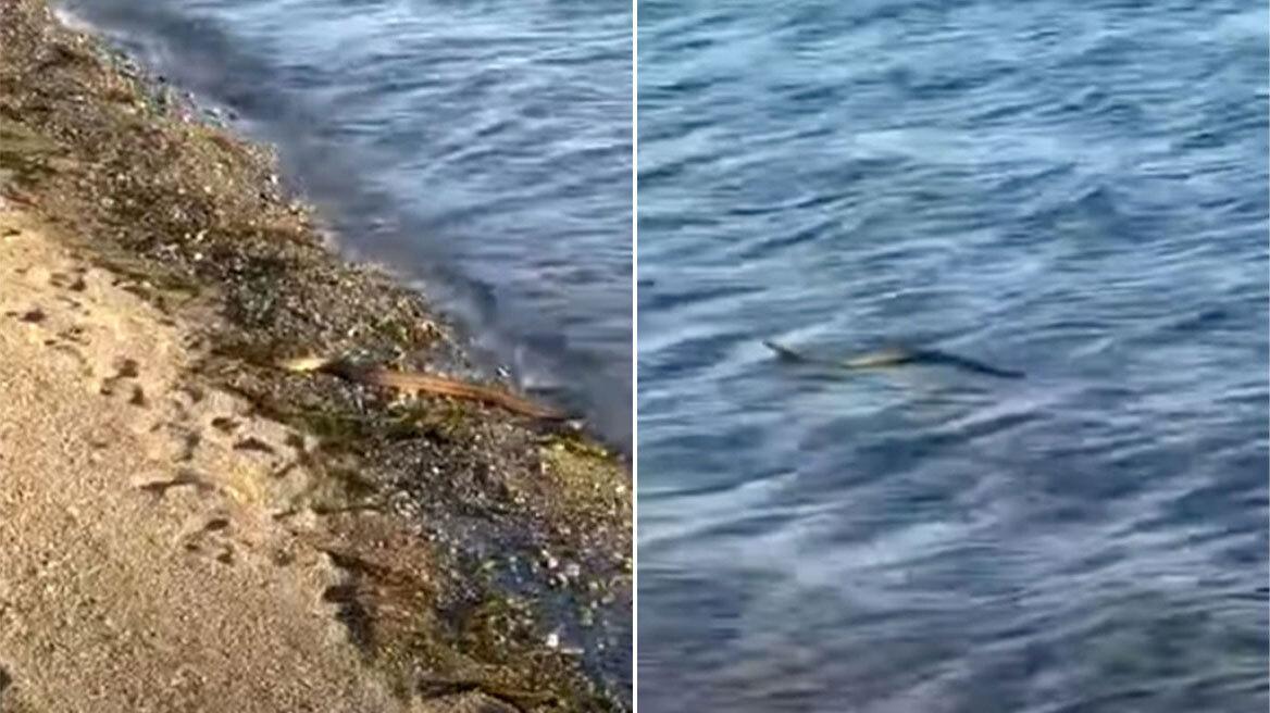 Εύβοια: Φίδι κυκλοφορεί σε παραλία του Αλμυροποτάμου – Τρομοκρατημένοι οι λουόμενοι (ΒΙΝΤΕΟ)