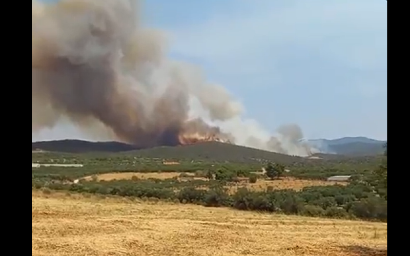 Χαλκιδική: Συναγερμός για φωτιά κοντά στον Πολύγυρο (ΒΙΝΤΕΟ)