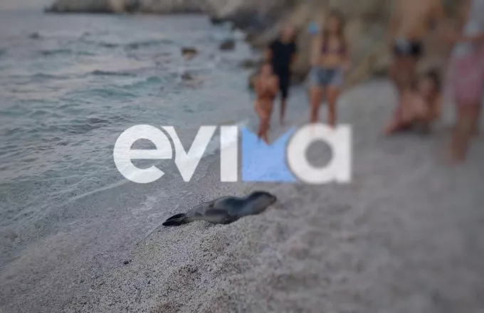 Viral η φώκια στην Εύβοια που απολάμβανε τον ύπνο της στην παραλία