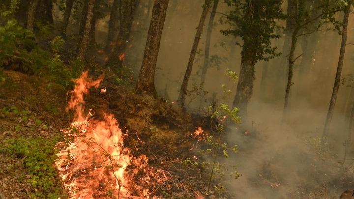 Αναζωπύρωση στα μέτωπα της φωτιάς στη Ροδόπη